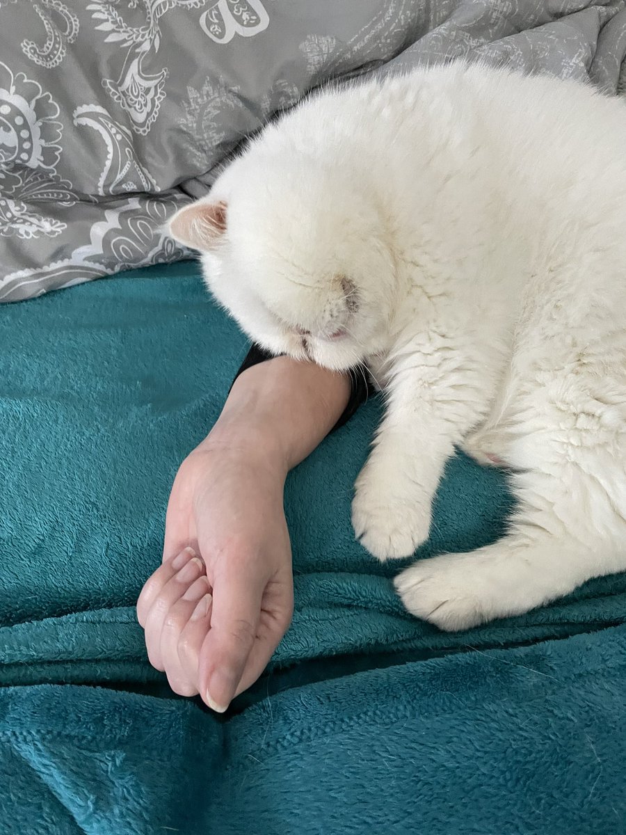 Hurra!
Ab heute ist Kennmän kein „ Kurzhaar-Perser“ mehr,sondern ein „Kurzhaar-Deutscher“.
Er lebt hier seit 8 Jahren.😉Was <a href="/NancyFaeser/">Nancy Faeser</a> kann,kann ich schon lange und wer eine andere Meinung hat,ist erstmal pauschal ein Rassist,so😎