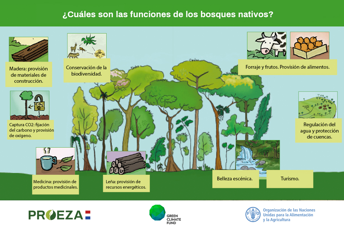 🌱 #PROEZAParaguay  implementa sistemas agroforestales para contribuir a la conservación y restauración de los bosques, mitigando los efectos del cambio climático en comunidades vulnerables. 

Conocé más: 
➡️proeza.stp.gov.py