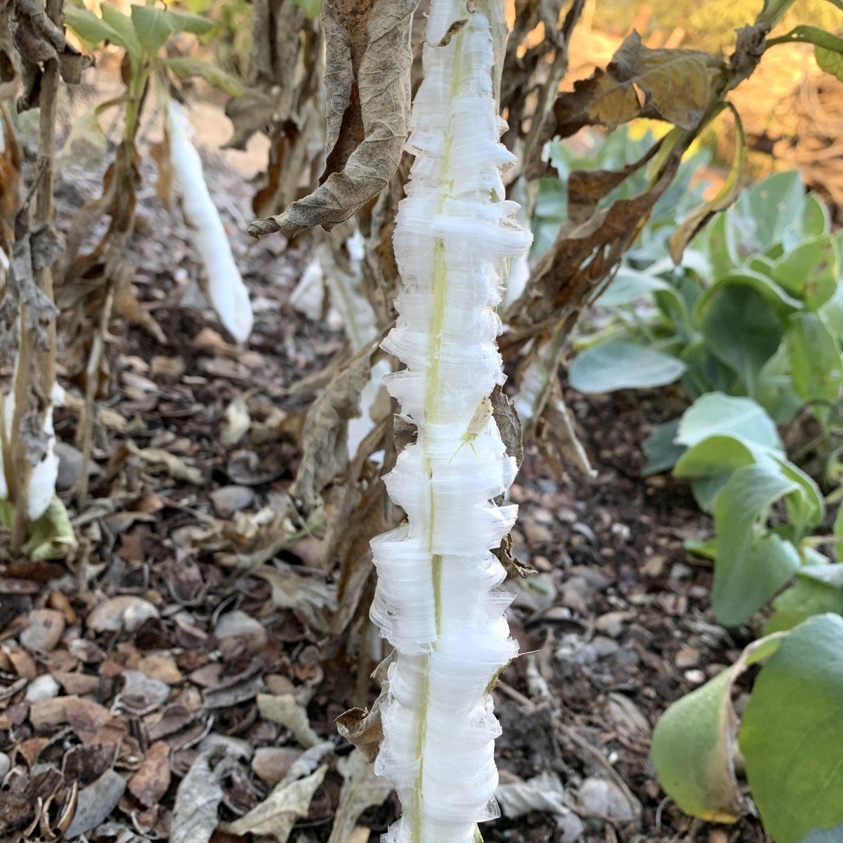Wildflower Center tweet media