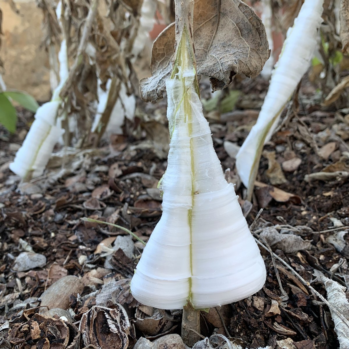 Frostweed (Verbesina virginica) performs an ice trick in freezing temps. Water exudes from the stems and freezes into cool shapes, reminiscent of spun sugar or ancient paper scrolls. Learn more: wildflower.org/plants/result.… 

PHOTOS: Amy Medley #StayWild #LadyBirdWildflowers