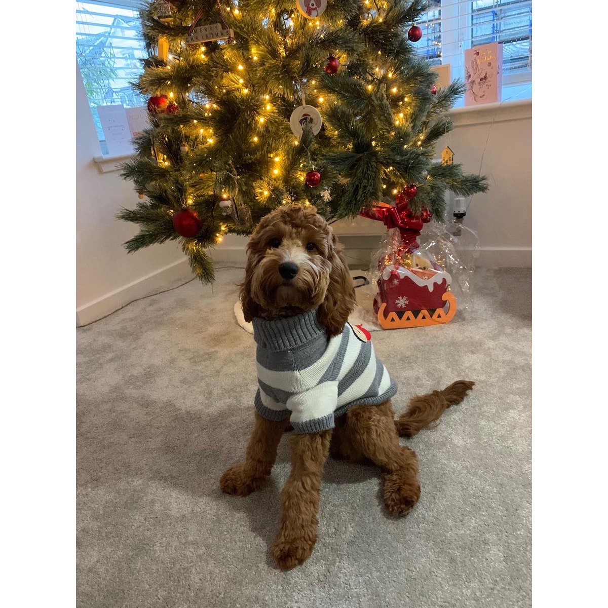 teachwithMissP_'s tweet photo. Ruby’s first Christmas was a hit!🤍 https://t.co/Q5kw7Io7X8