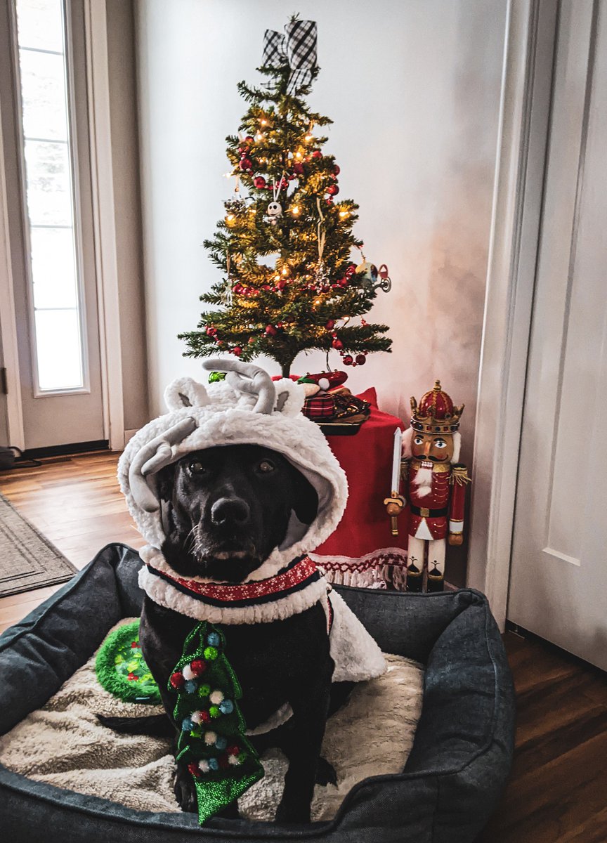 AnakinFessler's tweet photo. Merry Christmas 2022!
Photo by @JamieFessler https://t.co/NXiU8CpMqC