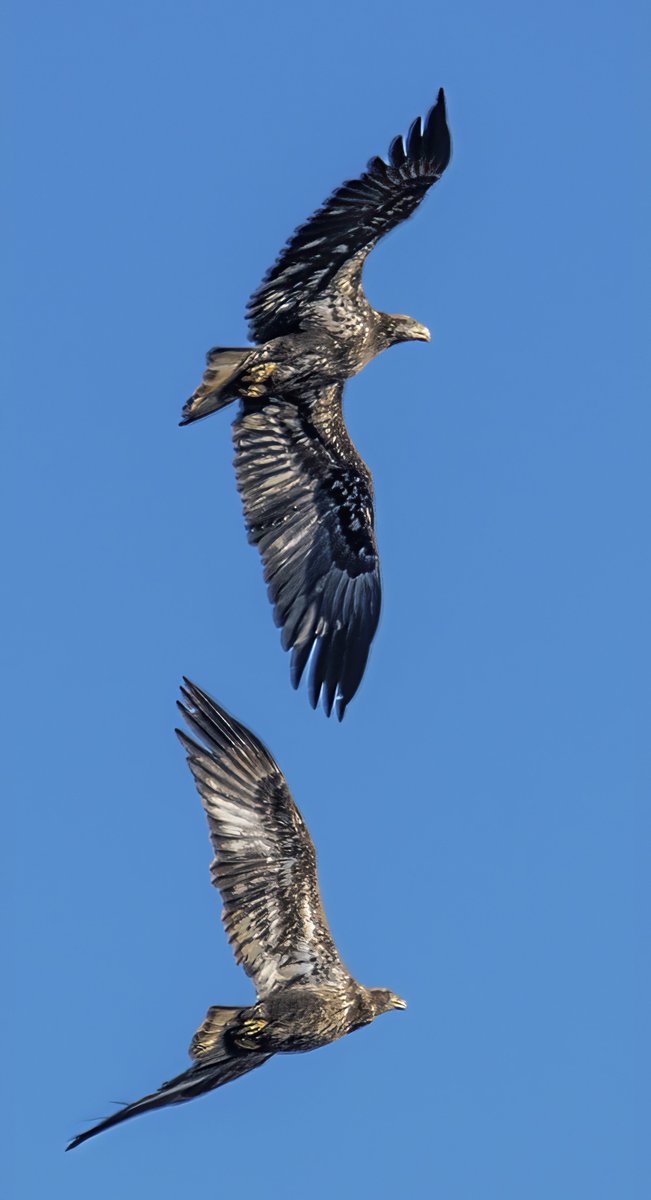 2 immature bald eagles flying in tandem overhead at Bombay Hook NWR on the Delaware Bay...