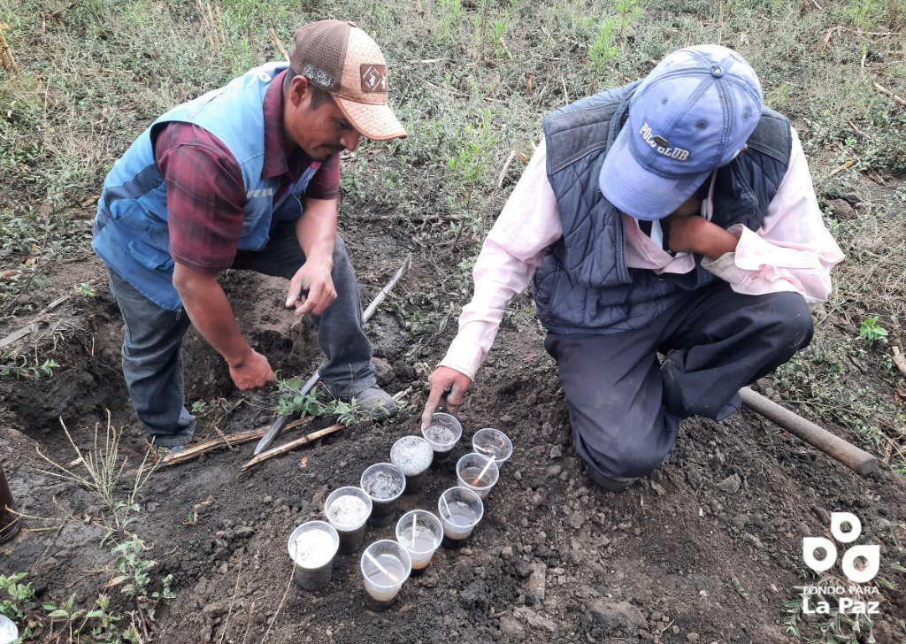 fondoparalapaz's tweet image. El acompañamiento técnico a parcelas de la Región Mixteca de Oaxaca es clave para la preparación del suelo, control de malezas, diseño de estrategias de fertilización y establecimiento de cultivos. 🌱💧 

#ACCIMMYT #HubPSur #WalmartFoundation #agriculturaporlapaz