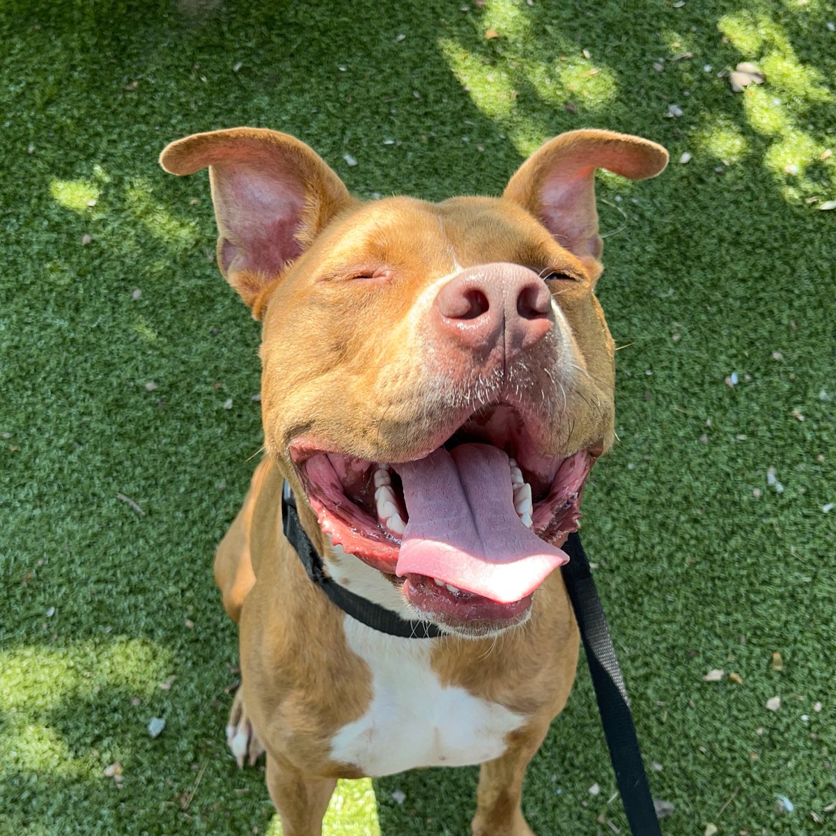NEHumaneSociety's tweet photo. We're declaring the rest of this week as Popsicle Week™

This good boy has been at NHS for over 7 months, through several holidays, and a handful of adoption appointments that didn't pan out. Could this be his lucky week? He deserves a win. ❤️

Meet him: https://t.co/8930DMMJ41 https://t.co/f4pbkEY6h2