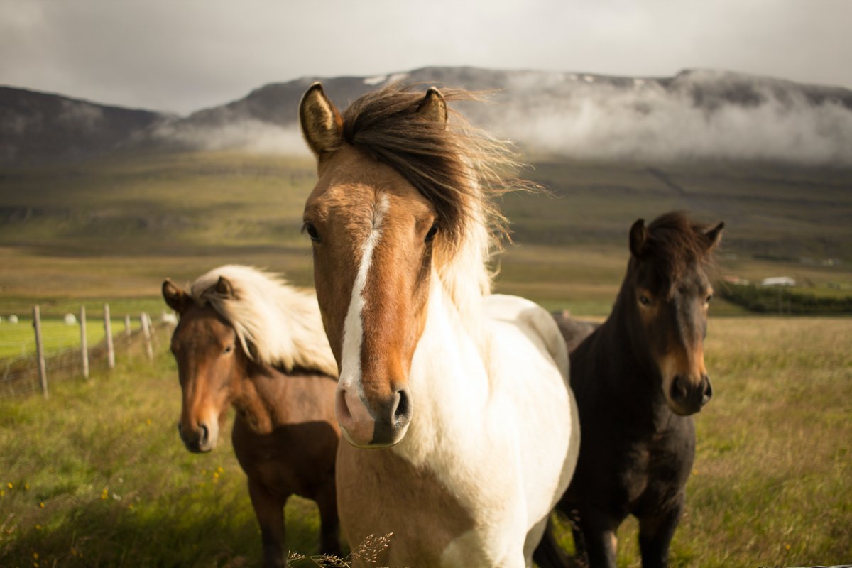 sceneherdpr's tweet photo. Few agencies can match our understanding of equestrian PR, particularly in Scotland, so give us a call to learn more about how we could help demonstrate your horse power!
#horseuk #horsechathour #ponyhour #horselive #tackroomfriday #equestrianhour #equinehour #horsechat https://t.co/JDAomj26x6