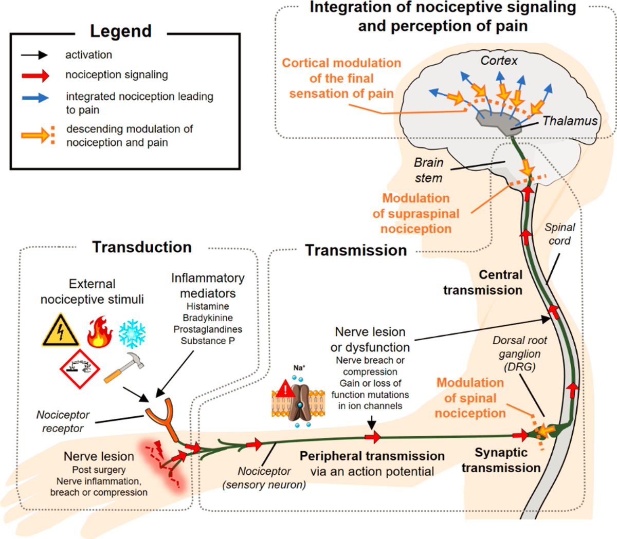 PhysioMeScience's tweet photo. #bestof2022 #physiomeetsscience
๐๐ฒBetween the years, we traditionally announce our "Best-of series" of the most influential posts of 2022.
๐ฃ today ๐ฅ#13
llustration of nociception and pain perception
๐ค๐ ๐ ๐ https://t.co/Fu1a0doQXy
