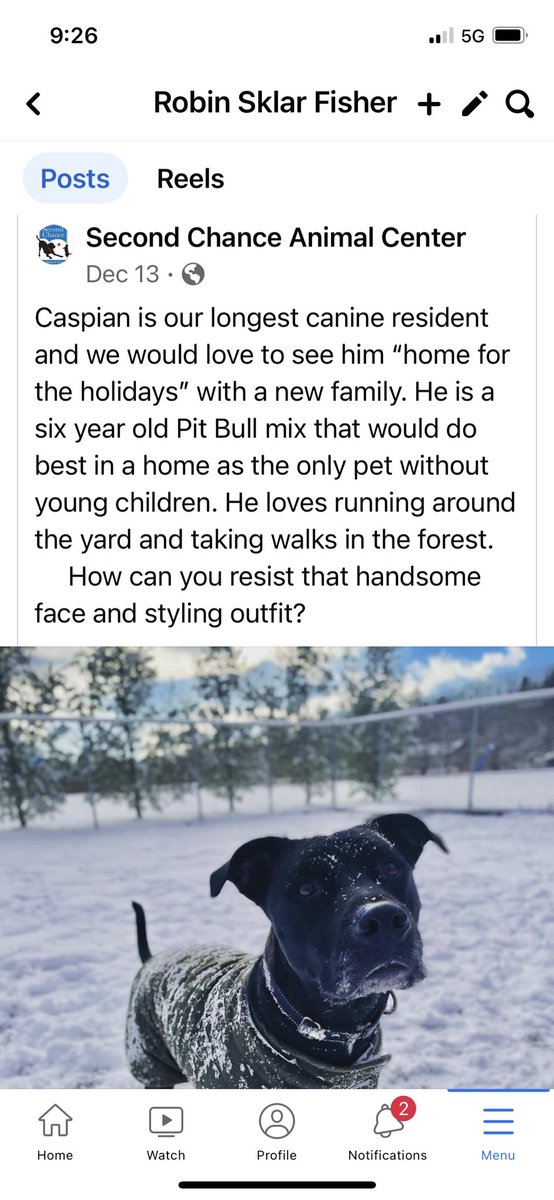 Can we make this poor guy go viral. He’s been in a shelter for years. Almost his entire life. He’s so sweet. He deserves a loving family. He’s currently based in Vermont.