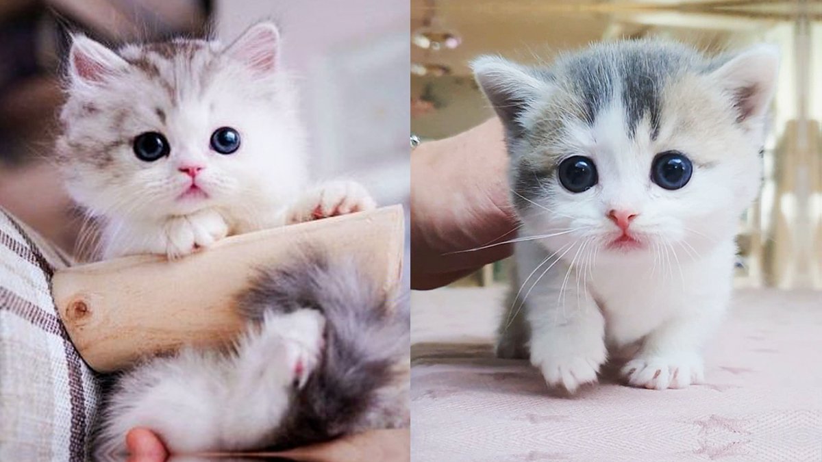 TubeWowAnimals tweet picture