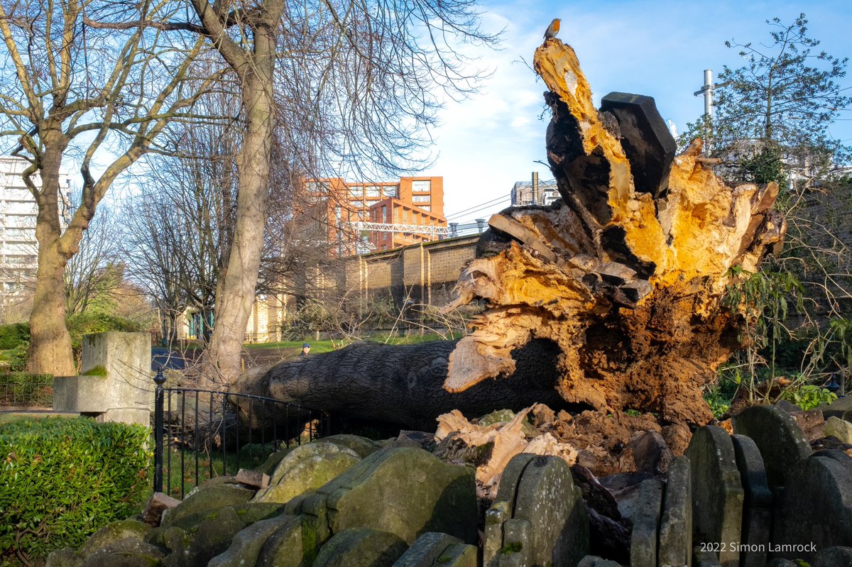 A Robin redbreast sings it heart out in song atop the stump of the fallen historic Hardy Tree in St Pancras Gardens - Somewhat poetic