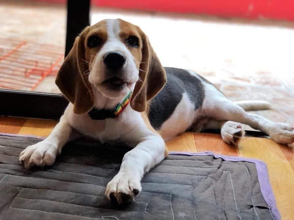 iamangelbert's tweet photo. wherever you are Hammy, I hope you are safe. #MissingBeagle https://t.co/RIo9qtVxLo