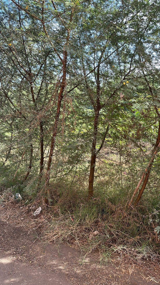 TreeHouseeg's tweet photo. الطلح النيلي 
اكاسيا نيلوتيكا 
السنط النيلي 
Acacia nilotica
سماكة من ١.٧٥بوصة الي ٤بوصة 

#مشتل_بيت_الاشجار https://t.co/pxckMOtW6R