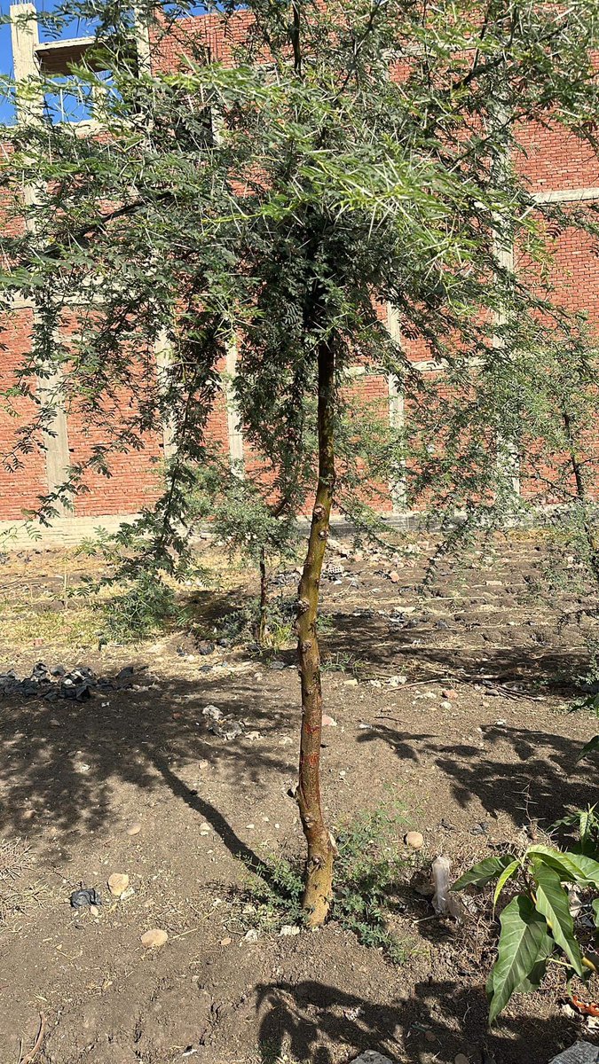TreeHouseeg's tweet photo. الطلح النيلي 
اكاسيا نيلوتيكا 
السنط النيلي 
Acacia nilotica
سماكة من ١.٧٥بوصة الي ٤بوصة 

#مشتل_بيت_الاشجار https://t.co/pxckMOtW6R