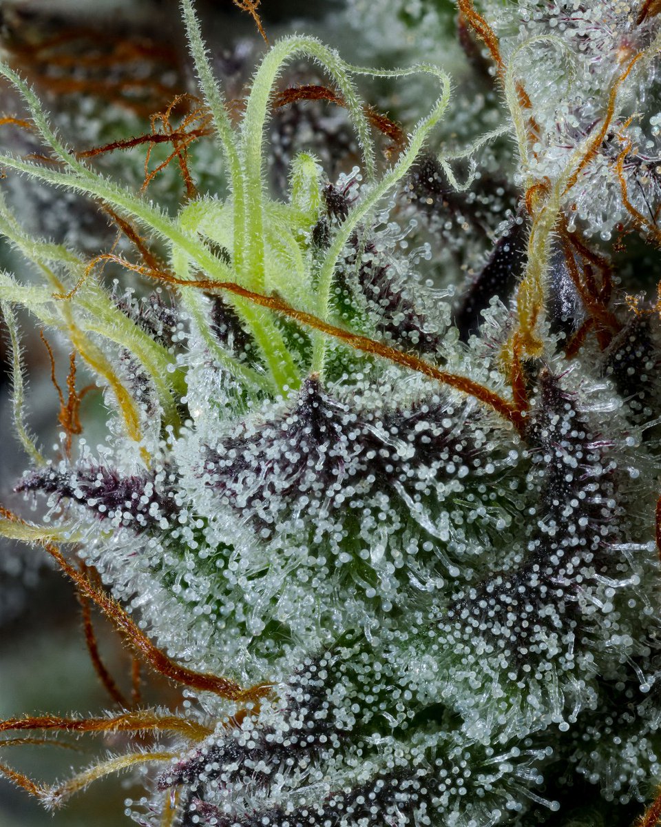 Nothing reveals craft quality quite like a macro shot. Our newest Whistler strain, Organic BC White Grape OG shows its secrets with a kaleidoscope of colour and flawless, luminous trichome heads bursting with aroma notes of sour grapes and gas.