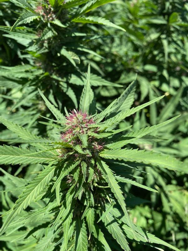 cana_kush's tweet photo. Durban Poison Review!!
Absolutely loving the strain so far and definitely most excited for this one!! The Pink hair's are amazing no aroma just yet still very early in flower https://t.co/RSVuNQfIS0 https://t.co/mTgqxKtNcW