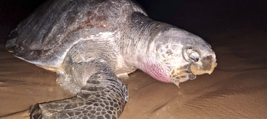 SoumyaMarineWL's tweet image. #DeviRiverMouth | This Evening
.
.
.
@CMO_Odisha Sir,👇Why is she not moving? 😭

Don't murder #OliveRidley. The marine ecosystem will perish, the oceans' will weaken. We'll be further diminished.

30,000 of these vulnerable species have died in 10yr.

Appeal: Save Olive Ridley🐢
