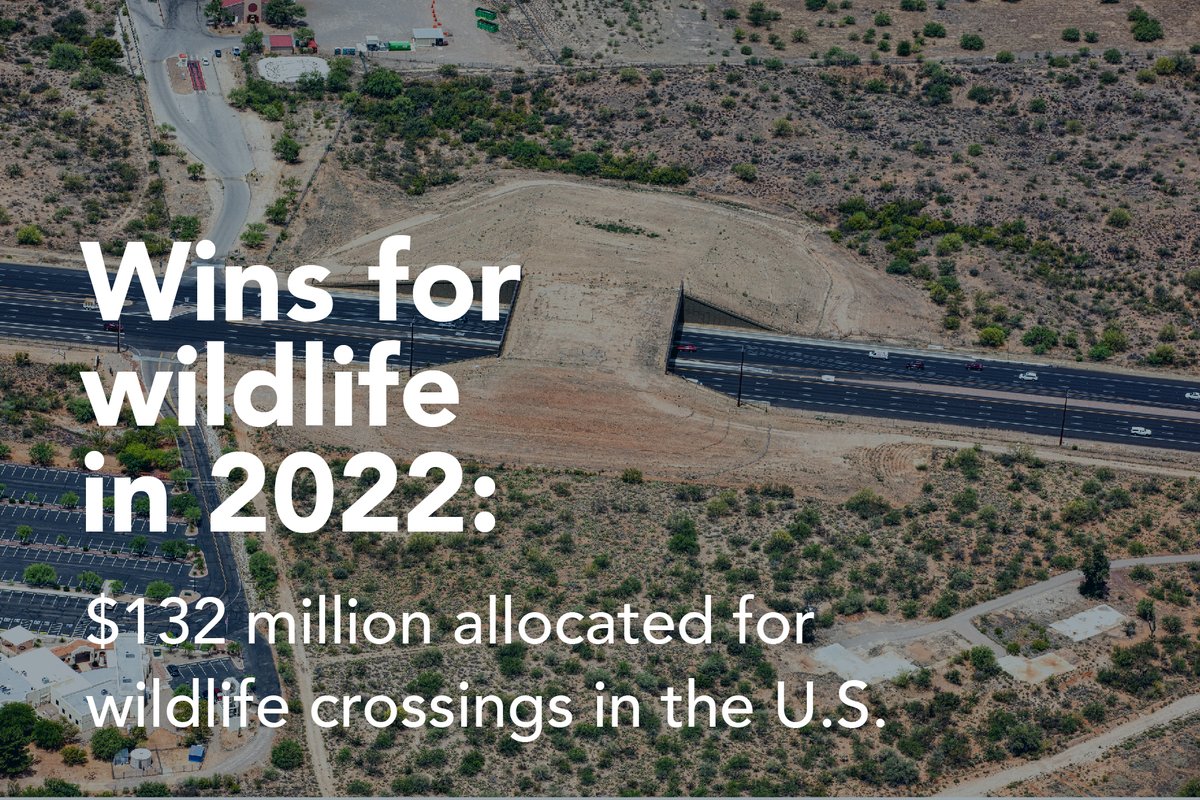 wildlandsnetwrk's tweet image. This year was a big one for wildlife! 

Win #4 for wildlife: $132 million was allocated for wildlife crossings through state funding legislation passed in the U.S.

Join a strategic vision that is informed by science, policy and community: loom.ly/pT0fEpc