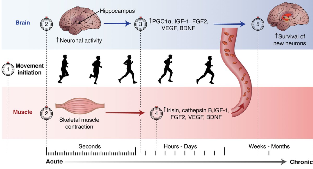 Mechanistic timeline for the impact of physical activity on hippocampus physiology…
link.springer.com/article/10.100…