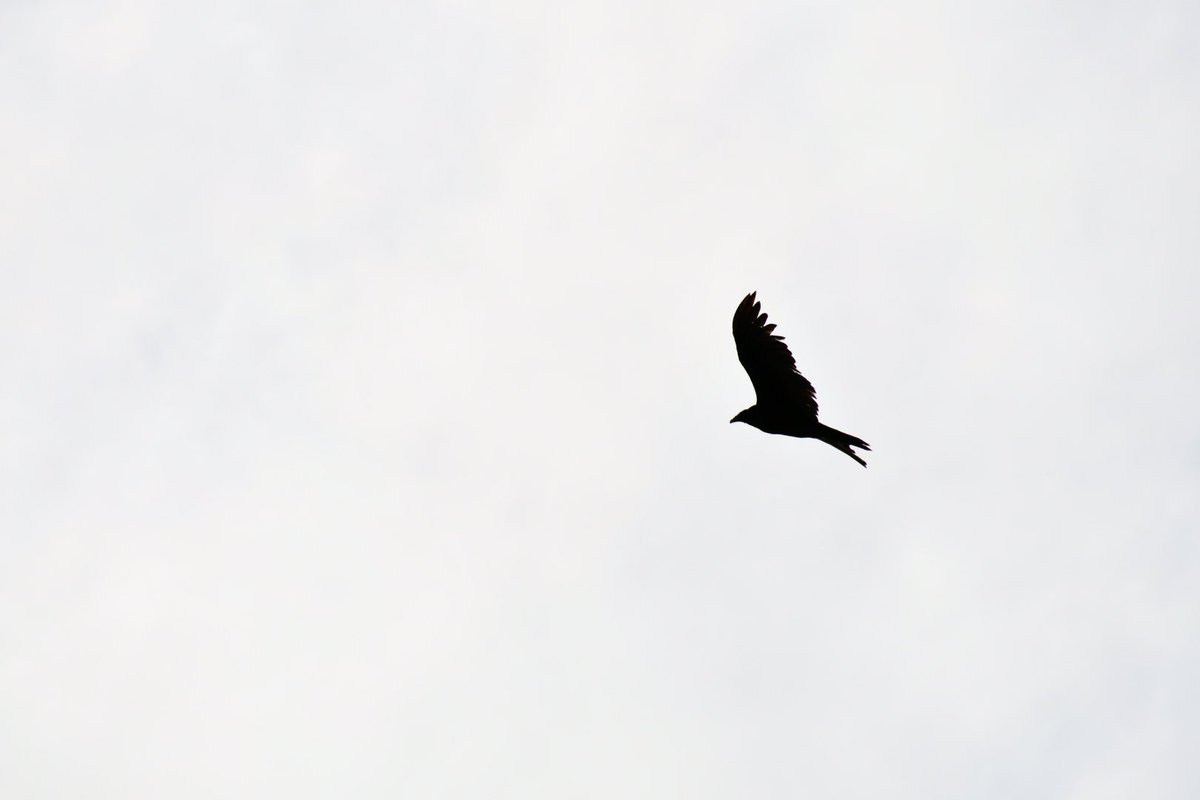 Are you participating in the Great Backyard Bird Count? It’s a great way to introduce #OutdoorEd and #CommunityScience to your learners! How else could you weave this into your learning EDventures? birdcount.org