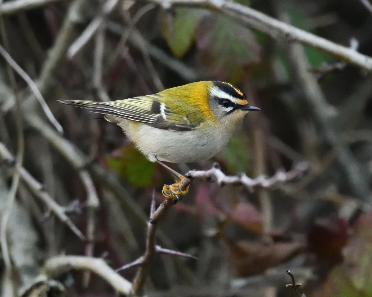 JoKingDevon's tweet photo. Is it just me or are there more #Firecrests about this winter? I've seen way more than usual, this one was finding things to eat in the hedge opposite #Cockwood railway steps this morning near #Dawlish #Devon https://t.co/aX3qyInSV5