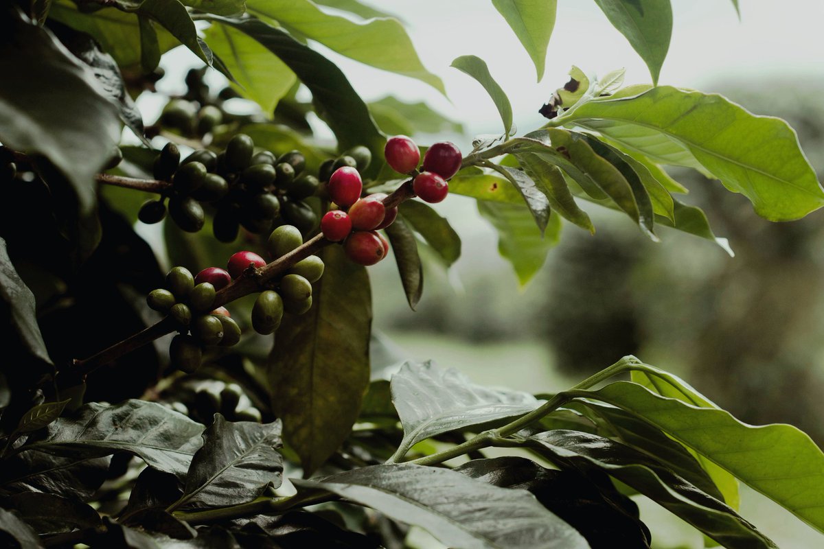 Mubugabiocoffee #Rwanda #CoffeeLover