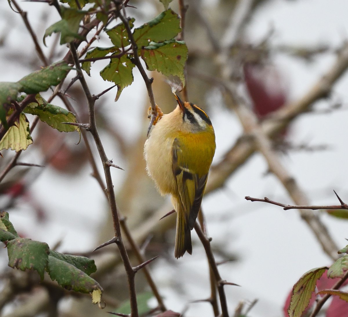 JoKingDevon's tweet photo. Is it just me or are there more #Firecrests about this winter? I've seen way more than usual, this one was finding things to eat in the hedge opposite #Cockwood railway steps this morning near #Dawlish #Devon https://t.co/aX3qyInSV5