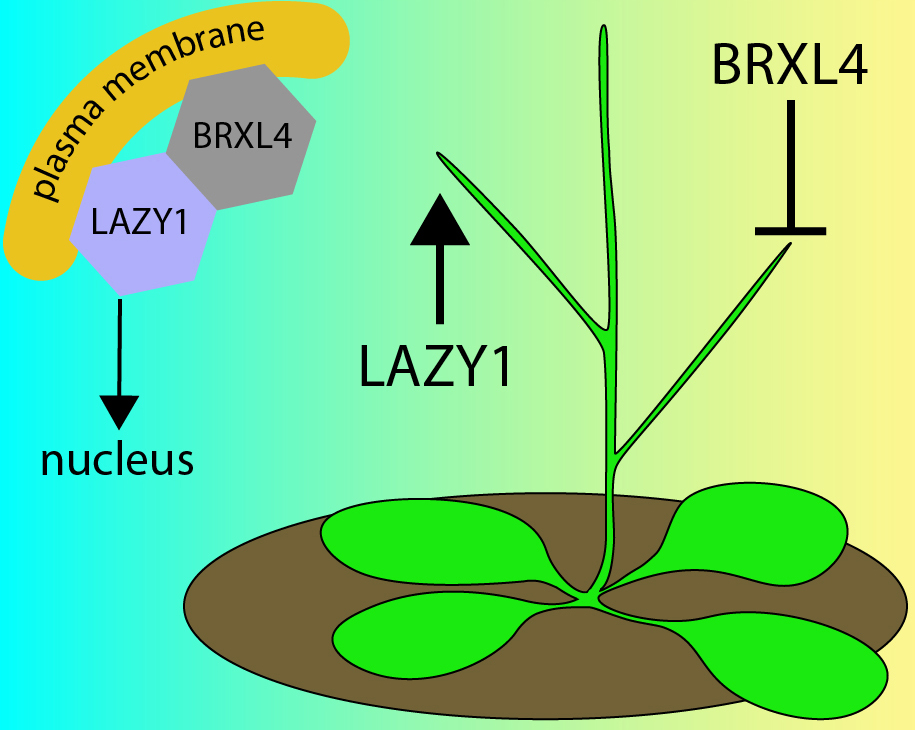 phytomorph's tweet photo. LAZY1 raises Arabidopsis shoot branches via gravitropism. Ximing (Ming) Che (PhD '22) showed that BRXL4 physically interacts with LAZY1 to oppose its action - see the opposite phenotypes and their molecular basis in the published paper: https://t.co/0aV5R8ulpA https://t.co/74S8mrYmQq