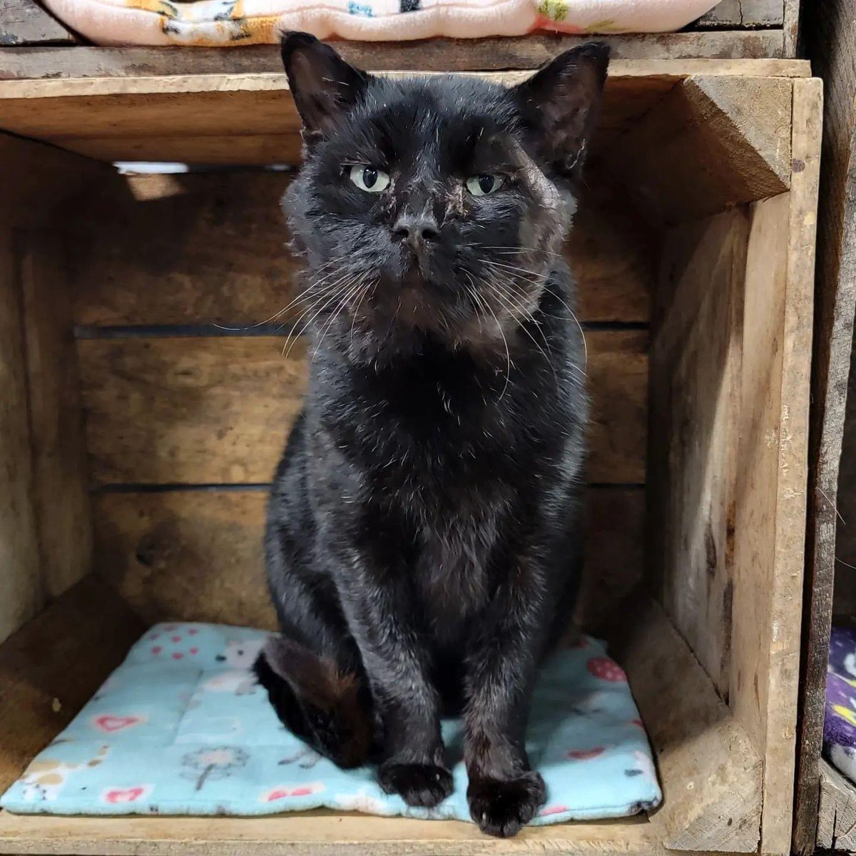 deheerkonijn ☕️💤🐈‍⬛🐈‍⬛ on Twitter "RT CatsOfYore Crash's Landing is