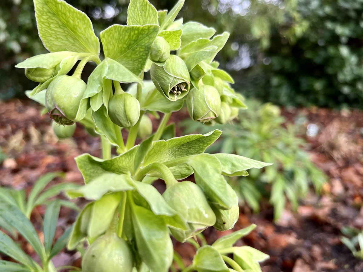 jmooney501's tweet photo. The beautiful Hellebores are coming! One of my most favourite harbingers of a new growth cycle #Growthmas2022 #GardeningTwitter https://t.co/IZmwKkKLd4
