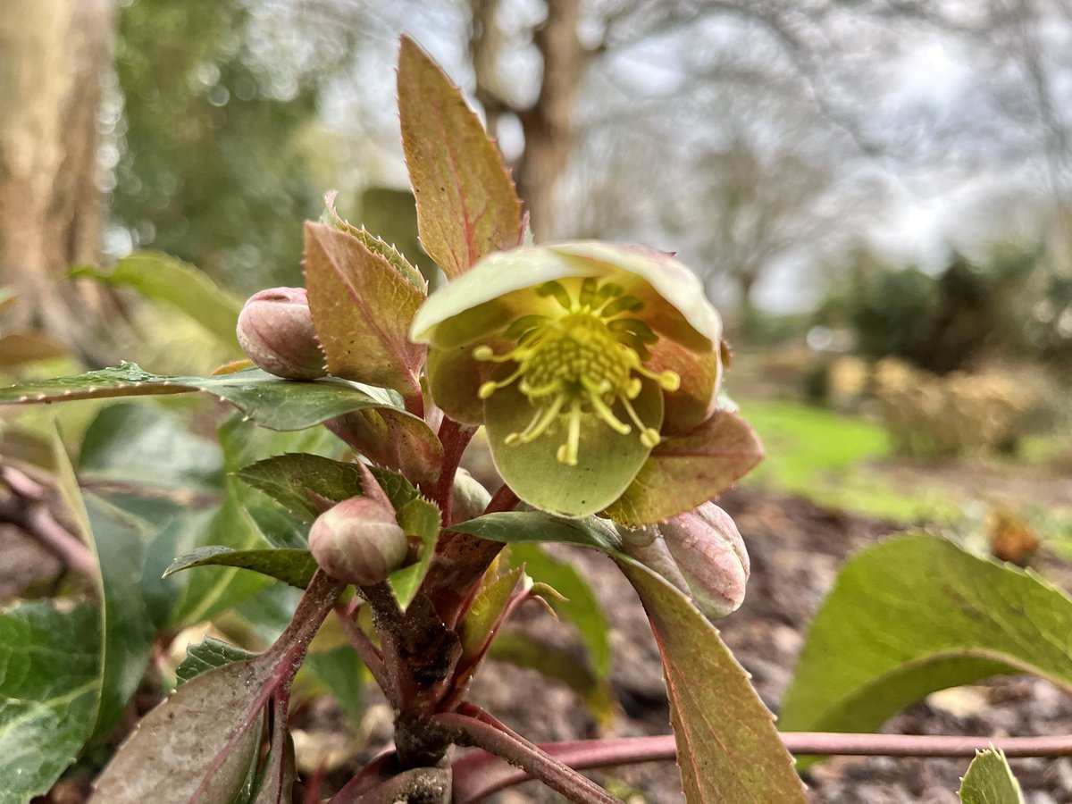 jmooney501's tweet photo. The beautiful Hellebores are coming! One of my most favourite harbingers of a new growth cycle #Growthmas2022 #GardeningTwitter https://t.co/IZmwKkKLd4