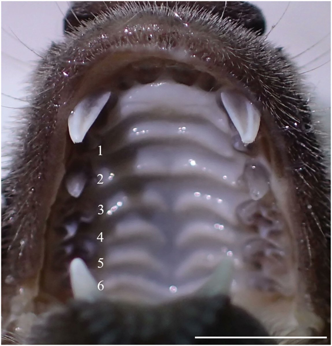 The Anatomical Record tweet media