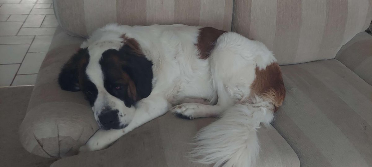 FluffyHusky__'s tweet image. Turns out, We need $2000 USD For an emergency stomach surgery for our St Bernard Nana. She has a cloth blockage in her stomach. Me and my mother cannot cover this and our normal bills.

So i turn to you all. I'm at a total loss here and need help.

ko-fi.com/fluffyhusky