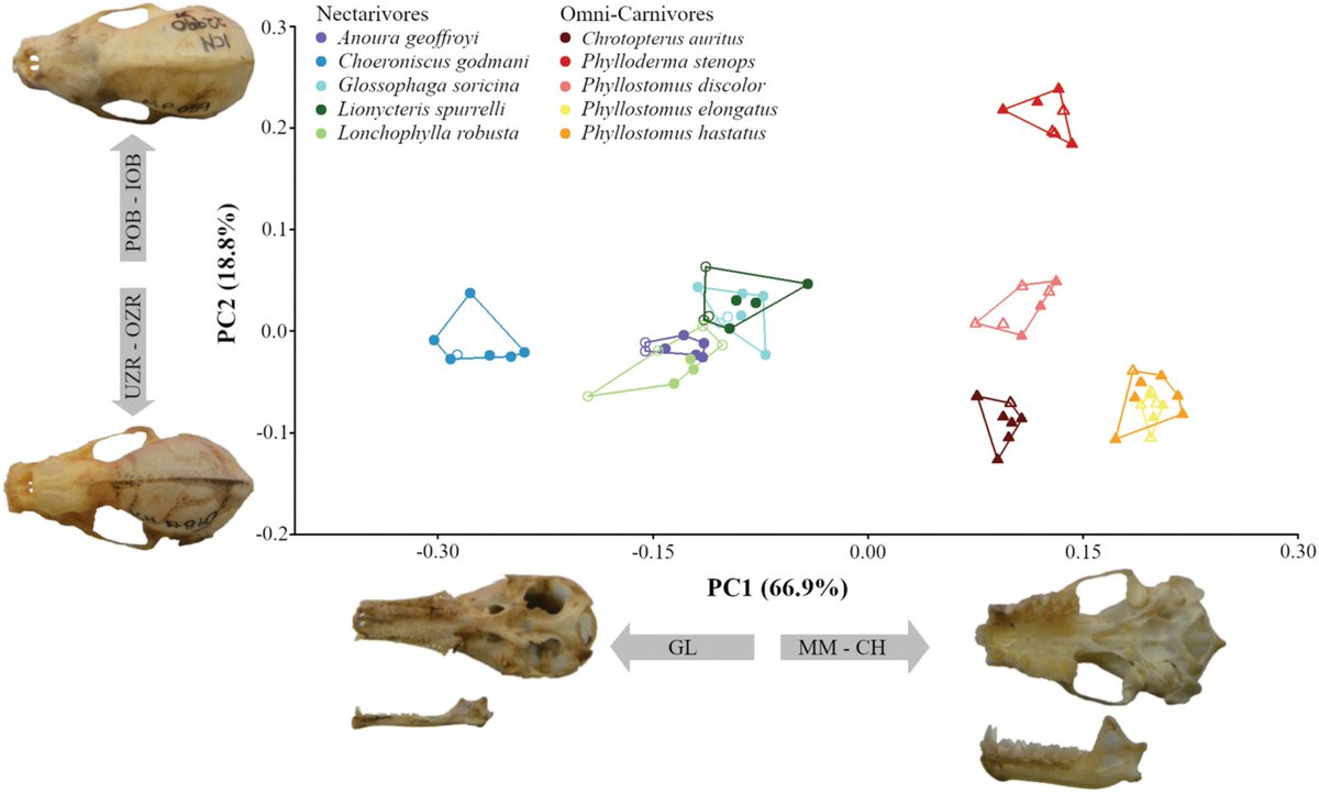 The Anatomical Record tweet media
