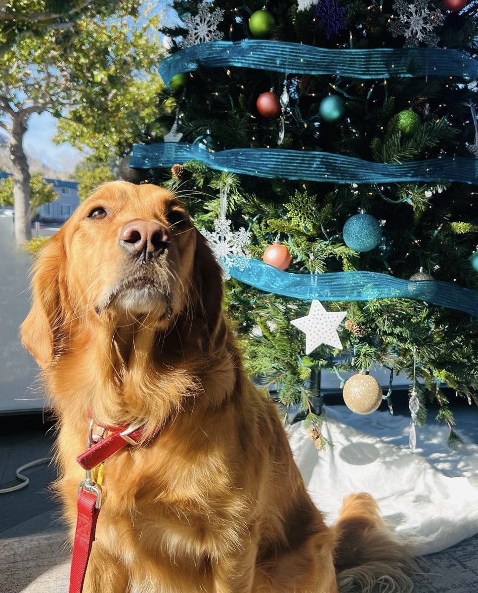 Asset_Living's tweet photo. We hope everyone had a PAWesome holiday with loved ones! 🐾🎄 #studenthousing #multifamilyhousing https://t.co/doMFYnPMSV