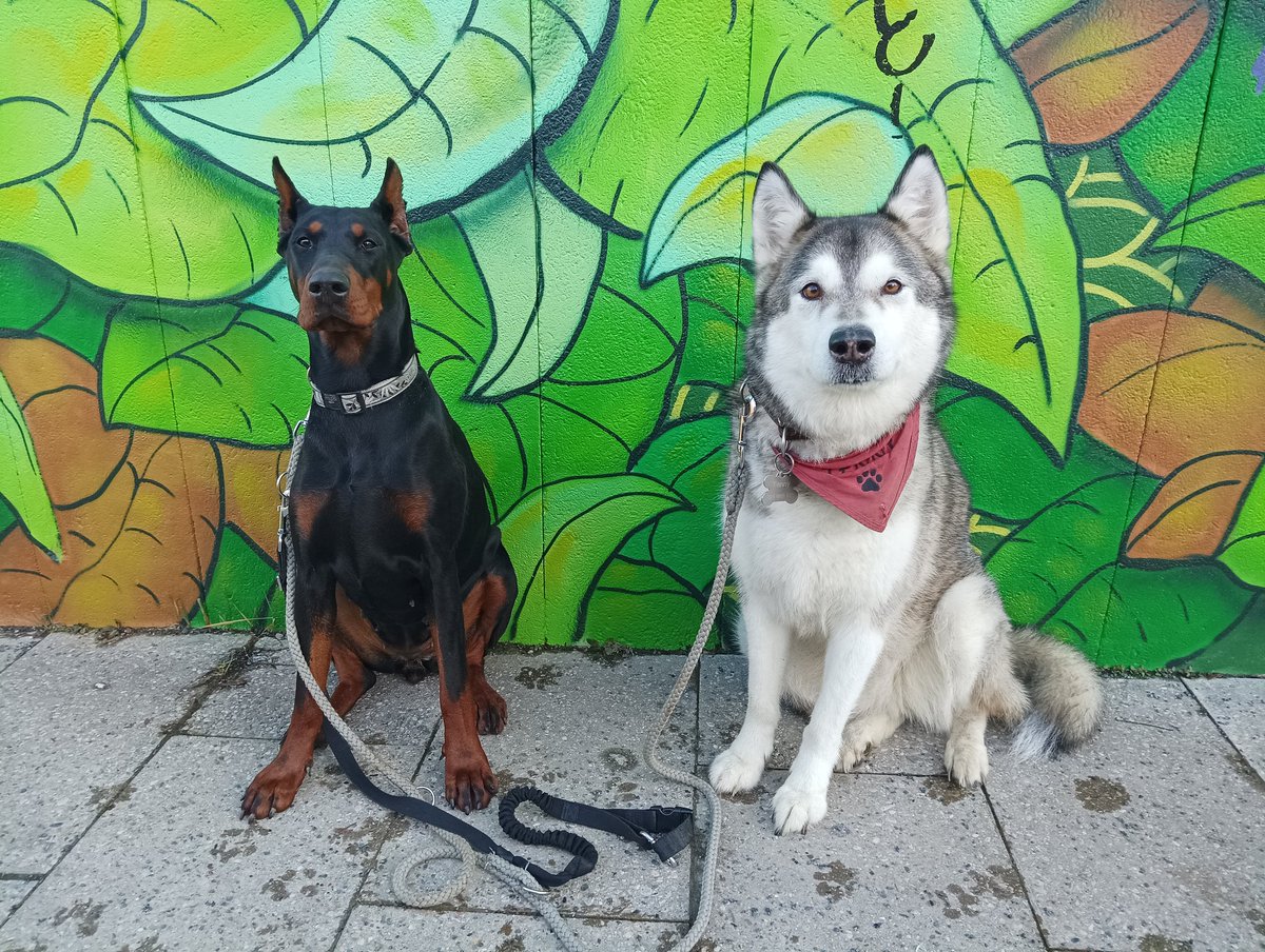 pretty girls
Mika and Tenny

 #doberman #malamute #Dog