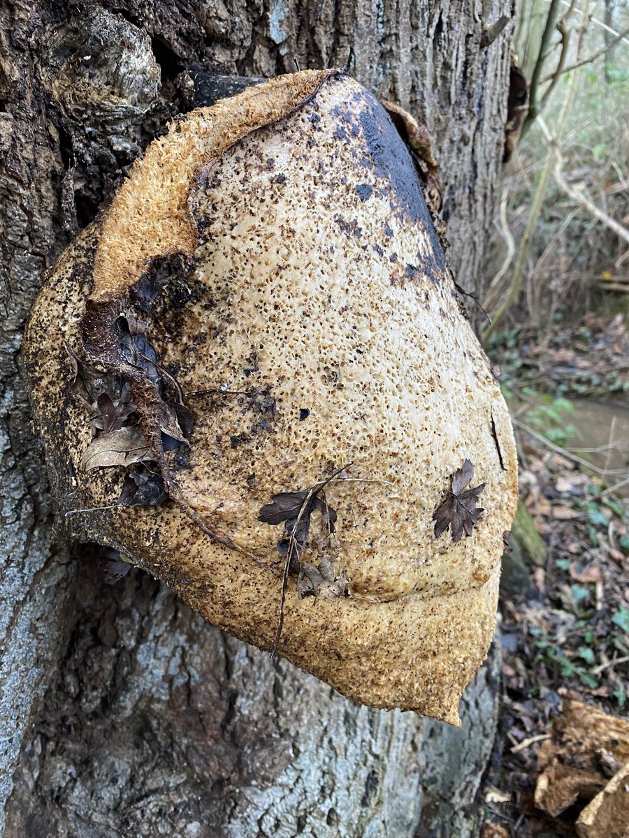 Out for a walk in Herefordshire and came across this (fungi?)
Anyone know what it is?