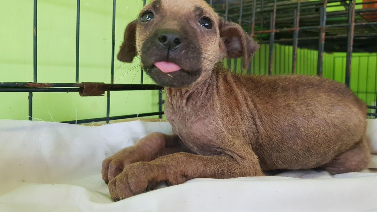 Lek arrived at the sanctuary as a very sickly pup with a fractured leg.

😍 Roll on 2 years and look at this healthy, happy dog 🤗

Lek is alive today because we exist and fight for these dogs every day of the week 💪

#Care #FightForWhatCounts #TransformationTuesday