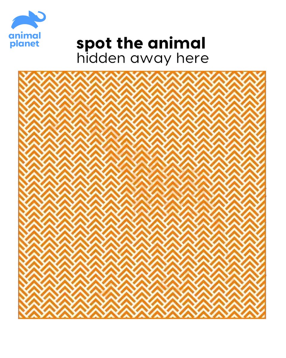 Animal Planet India tweet media