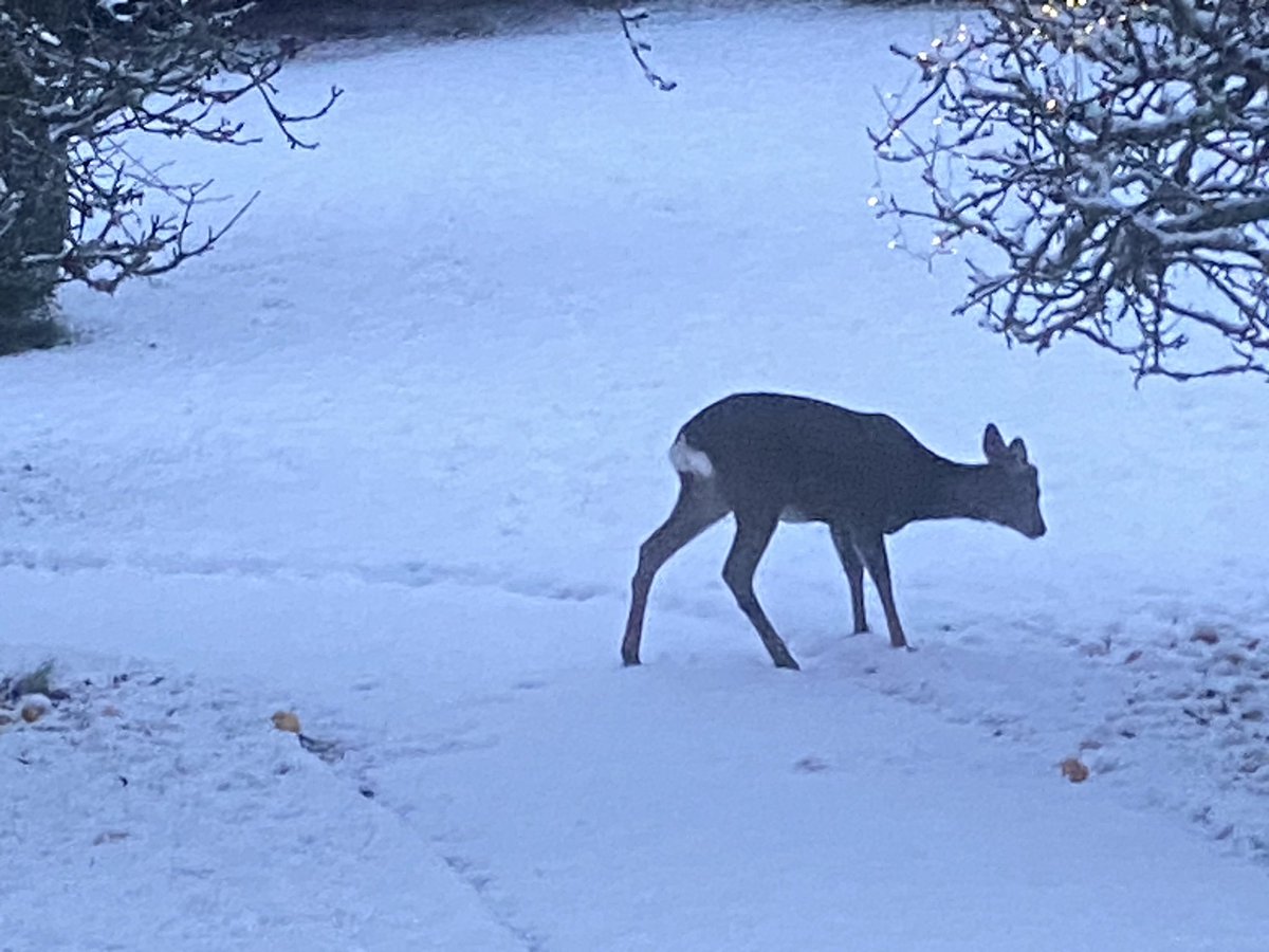 or_solus's tweet photo. Deer in the Solus Or garden. https://t.co/NEFIWLuFjR