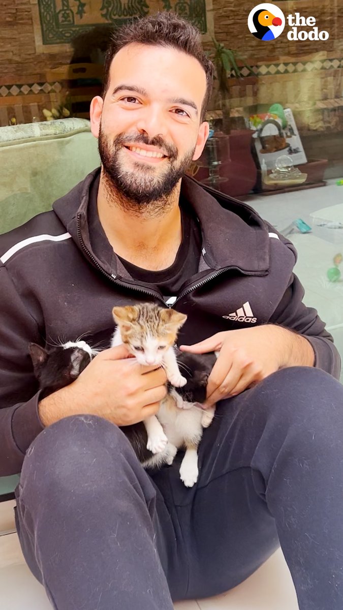 Mr. Ticket Beast on Twitter "RT dodo Guy can't stop rescuing stray cats so he rents another
