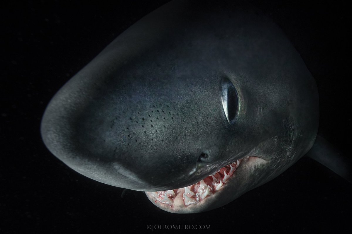 -Phantoms-  These close relatives of the #greatwhiteshark and the #makoshark are often misidentified as them. 
🦈: #porbeagleshark #porbeagle #shark #sharks #night #coldwater #cold #warfish #fish #ocean #newengland #joeromeiro