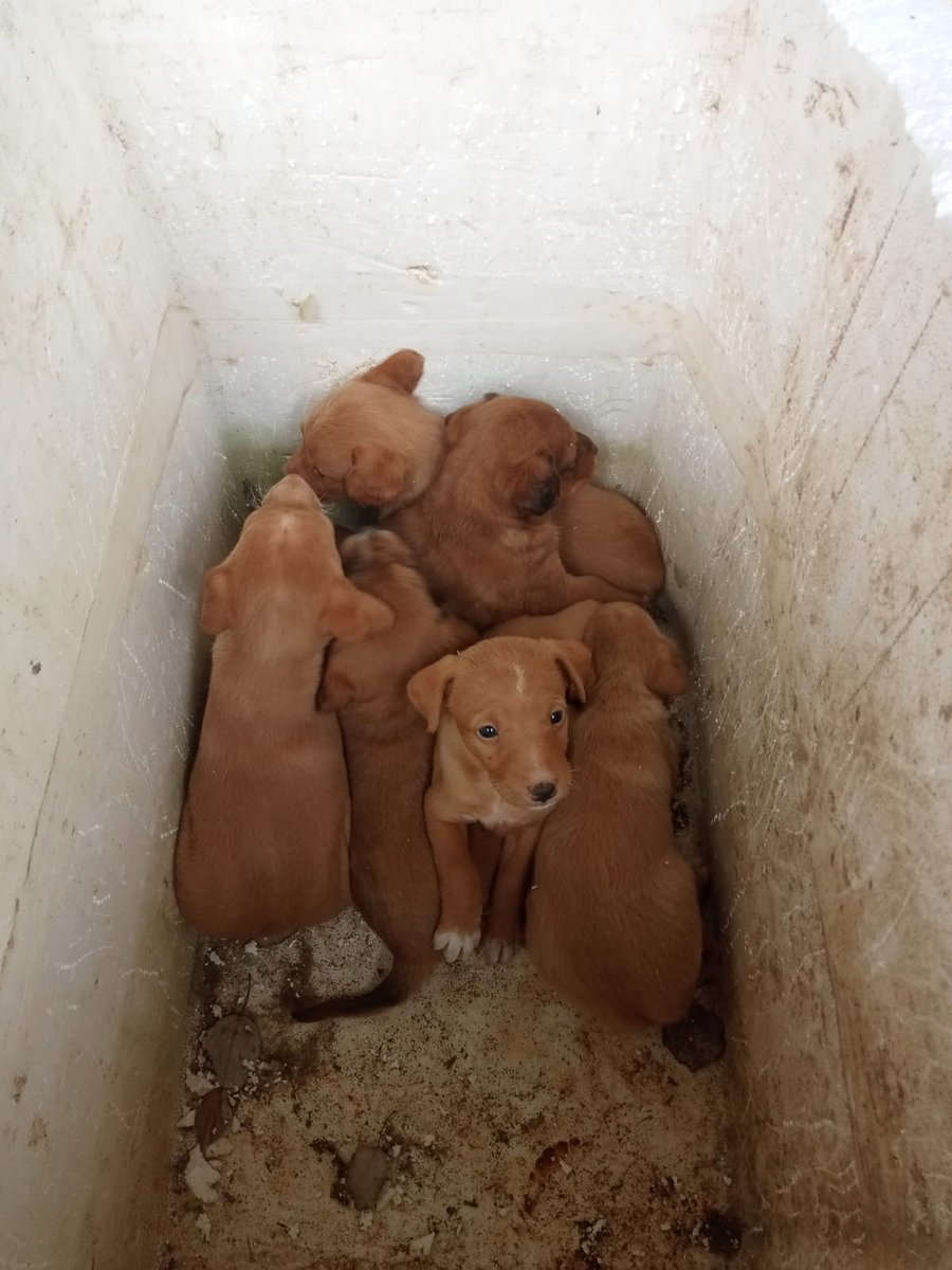 Inmacul90947592's tweet photo. Estos cachorros están en la perrera de san anton ( sevilla)
Necesitan acogida urgente

656 67 23 75 https://t.co/ILcu0QseOC
