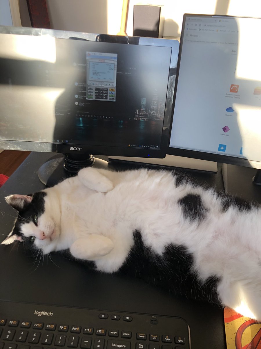jason_sl's tweet photo. @RadiaActive_VT Kerian and Oliver taking up my work desk https://t.co/9vp6gzduPf