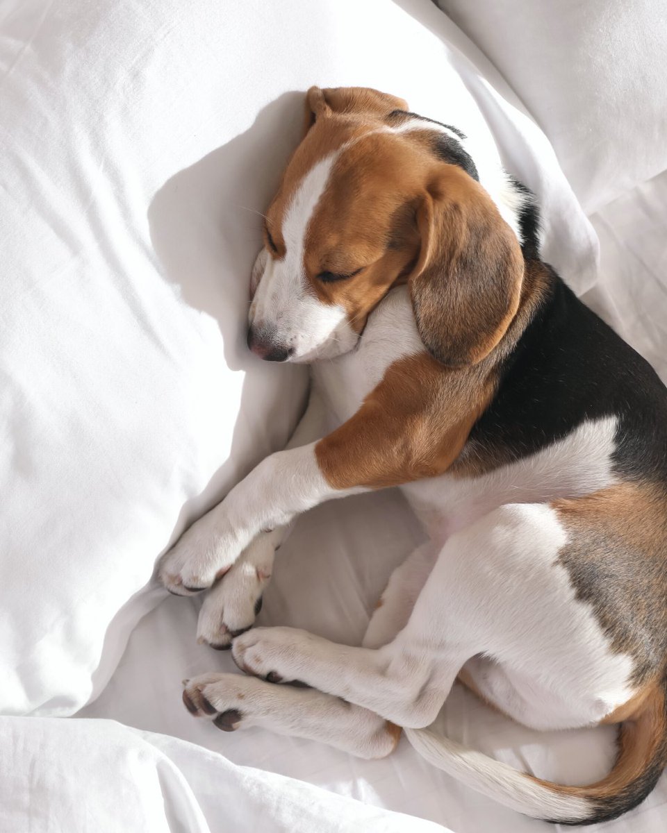 Cozy never looked so cute 😍

#MOLECULESleep #TurnOFFToStayON #sleeptip #healthtip #sleepbetter #restorativesleep #coolersleep #sleepcool #sleepfit #sleepfitness #backedbyscience #recoverysleep