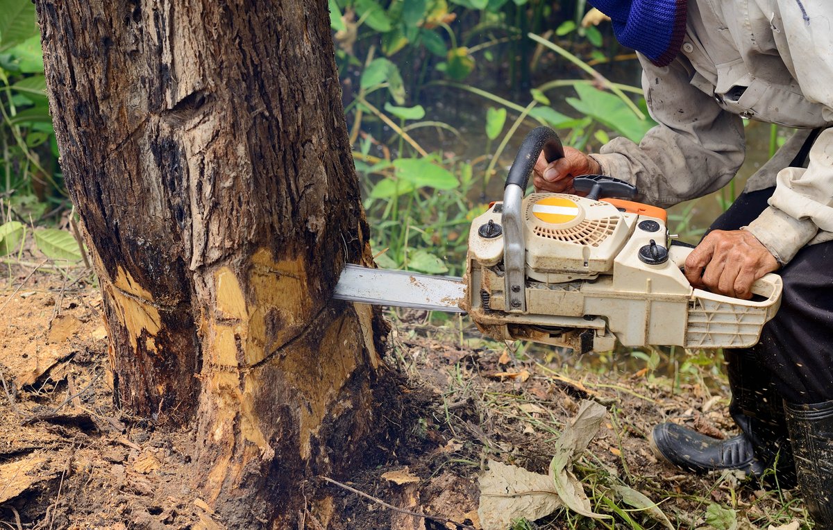 RayTheTreeGuy's tweet image. Our licensed arborists are well-equipped to remove any problem trees from your outdoor spaces down to the stump. Call us today to book an appointment! 
 
#LicensedArborist #TreeTakeDown #TreeRemoval bit.ly/3fmCvlv