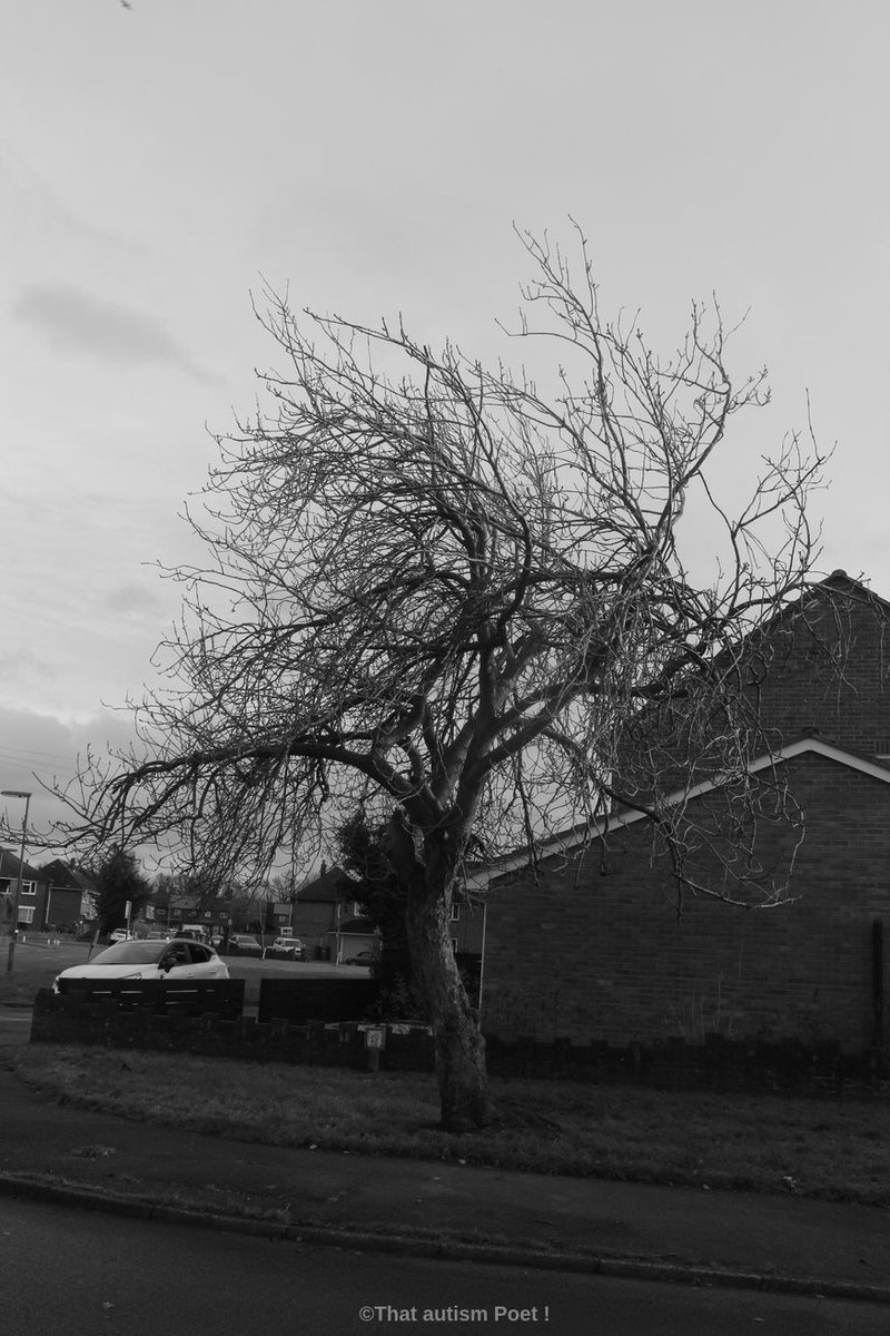 autism_poet's tweet photo. bare #tree .
#photography #autismawareness #photographs #blackandwhitephotography #streetphotography
#Autism
#NaturePhotography
#bridgecamera #photography #autismawareness #photographs #surrey #autism #walking #autismawareness #photographs
#camberley #surrey #canoncamera https://t.co/CqcCJ7Br61