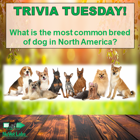 Give us your guess in the comments! #dogs #dogsofinstagram #dog #dogstagram #puppy #doglover #dogoftheday #instadog #doglovers #doglife #pets #puppylove #puppies #puppiesofinstagram #dogsofinsta #petsofinstagram #dogslife #animals
