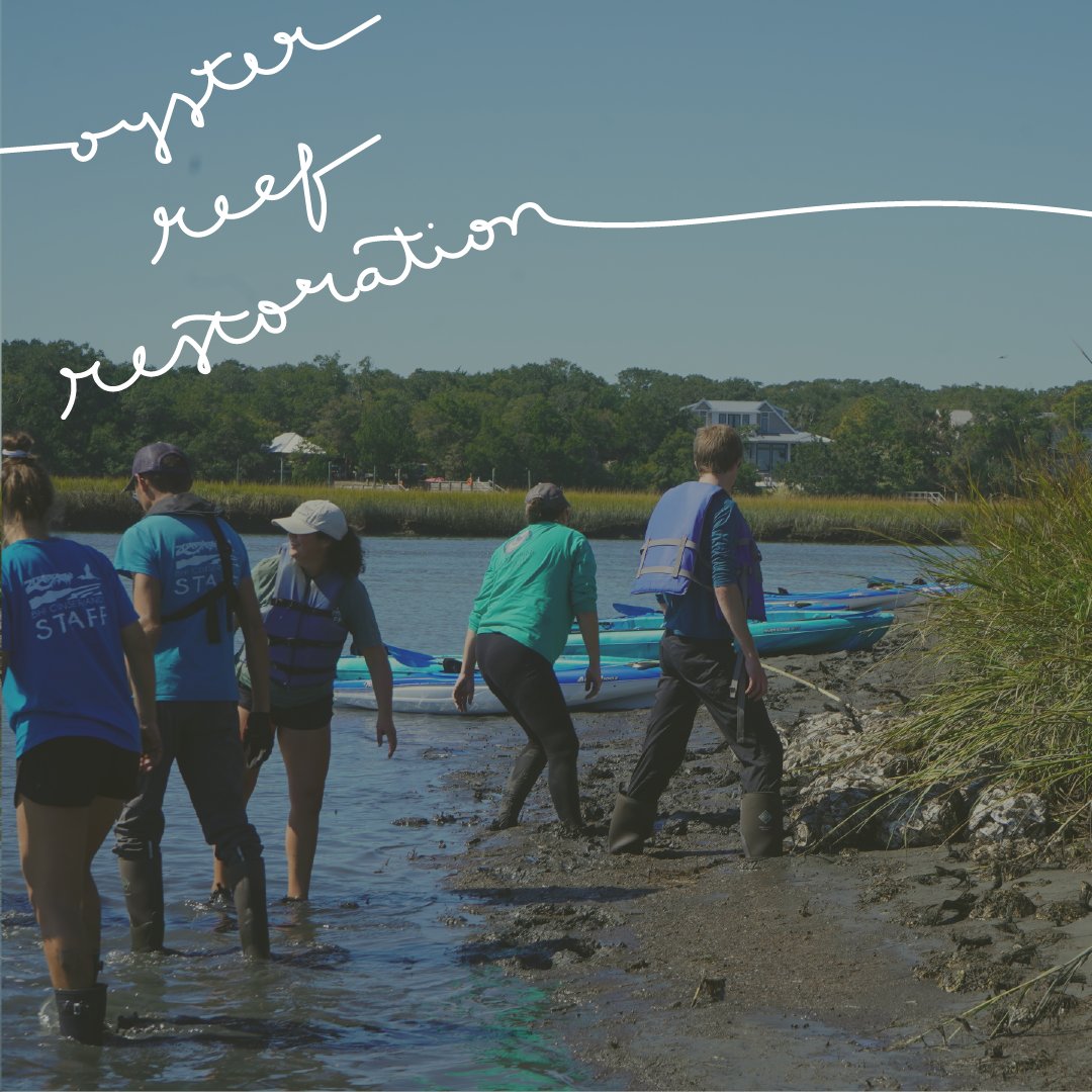 What work do we do in the marsh ecosystem?

👩‍🔬Intern Projects
🚣‍♀️Kayak Tours
🦪Oyster Reef Restoration
📝Research
&amp; more!

Your donation to the Annual Fund supports our work in the marsh ecosystem. Help us Discover, Learn, Conserve, and Preserve on Bald Head Island!