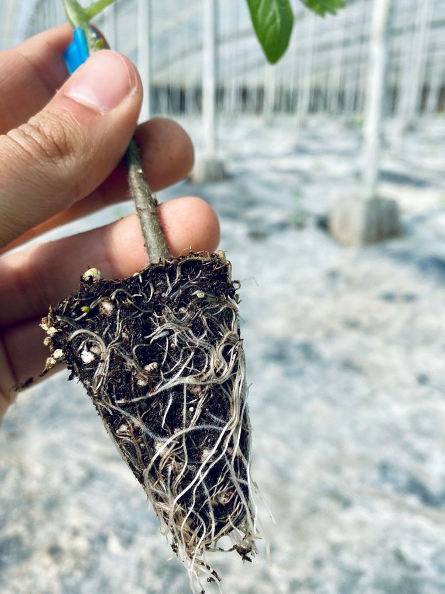 Los portainjertos de <a href="/TopseedsES/">Top Seeds Iberica</a> se lanzan a la conquista de la Región fhmurcia.com/noticia-31159-…