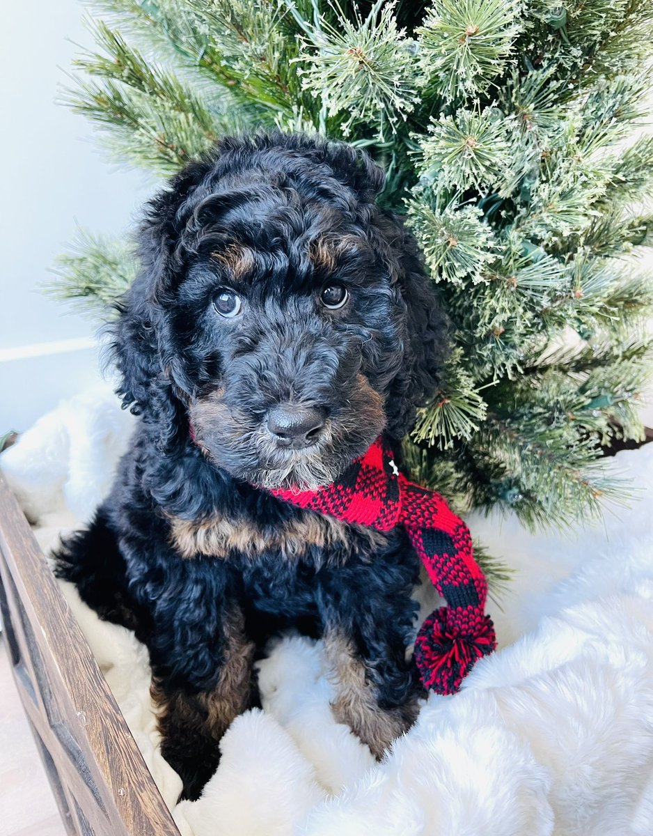 We are excited to introduce Clyde our newest therapy dog in training!
Thank you to Julia and Valhalla poodles and doodles for donating us this beautiful pup!